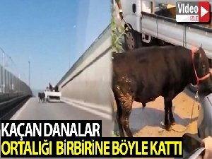 Bursa'da kaçan danalar ortalığı bir birine kattı