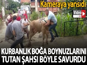Kurbanlık boğa boynuzlarını tutan şahsı böyle savurdu