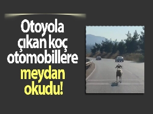 Otoyola çıkan koç otomobillere meydan okudu