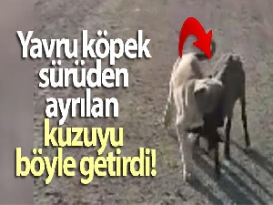 Yavru köpek sürüden ayrılan kuzuyu böyle getirdi