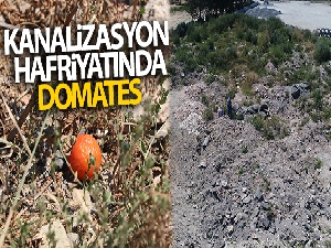 Kanalizasyon hafriyatında domates yetişiyor