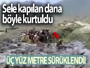 Sele kapılan dananın sürüklenme anı kameralara yansıdı