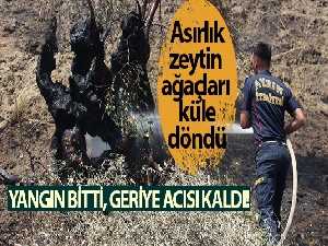 Yangın bitti, geriye acısı kaldı! Asırlık zeytin ağaçları küle döndü