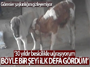 Danayı emziren kangal köpeği görenleri şaşırtıyor