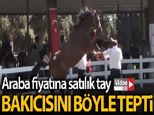 Araba fiyatına satılık tay podyumda bakıcısını böyle tepti