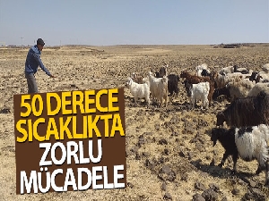 50 derece sıcaklıkta çalışan çobanların zorlu mücadelesi