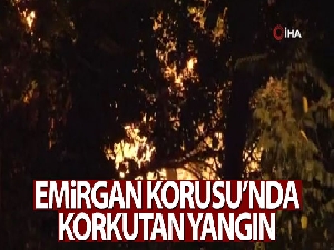 Emirgan Korusu'nda yangın