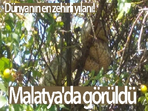 Dünyanın en zehirli yılanlarından koca engerek Malatya'da görüldü