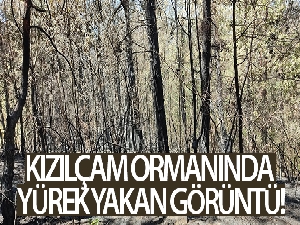 Kızılçam ormanında yürek yakan görüntü