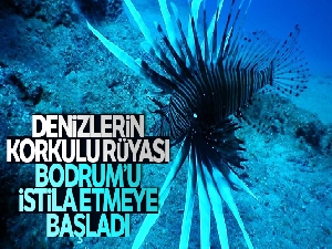 Denizlerin korkulu rüyası Bodrum'u istila etmeye başladı