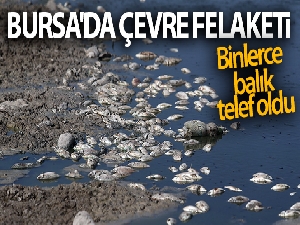 Bursa'da çevre felaketi... Binlerce balık telef oldu