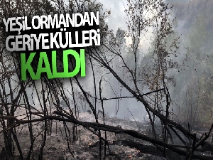 Yeşil ormandan geriye külleri kaldı