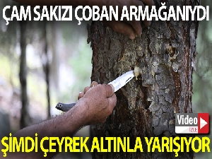 Çam sakızı çoban armağanıydı şimdi çeyrek altınla yarışıyor