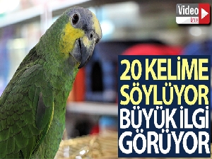 Elazığ'da 20 kelime söyleyen papağan ilgi görüyor