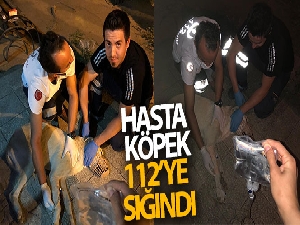 Hasta köpek 112'ye sığındı