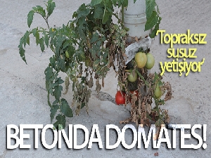 Betonda domates