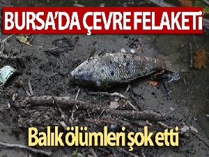 Bursa'da çevre felaketi...Balık ölümleri şok etti