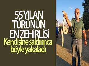 Kendisine saldıran ölümcül zehirli yılanı boğazından yakaladı