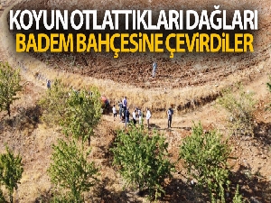 Koyun otlattıkları dağları badem bahçesine çevirdiler