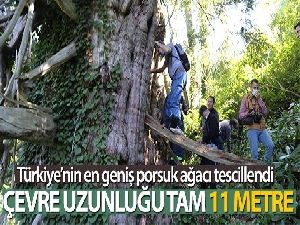 Türkiye'nin en geniş çaplı porsuk ağacı Artvin'de tescillendi