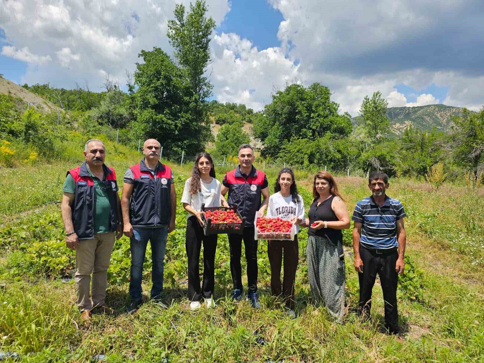 tunceli-de-kadin-ureticilerin-cilek-hasadi-yuz-guldurdu