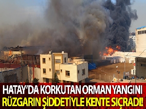 Hatay'da korkutan orman yangını