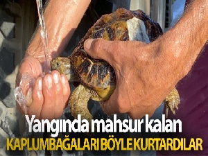 Yangında mahsur kalan kaplumbağaları böyle kurtardılar