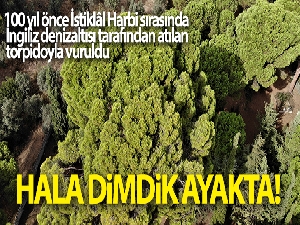İngilizlerin topla yıkamadığı 700 yaşındaki tek kollu gazi hâlâ ayakta