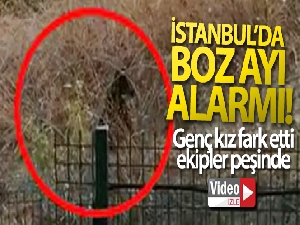 Büyükçekmece'de boz ayı paniği