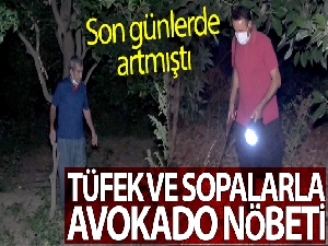 Sabaha kadar tüfekle ve sopayla avokado nöbeti tutuyorlar