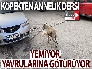 Köpekten annelik dersi