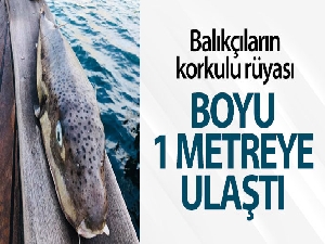 Balıkçıların korkulu rüyası! Boyu 1 metreye ulaştı...
