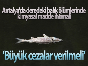 Antalya'da deredeki balık ölümlerinde kimyasal madde ihtimali