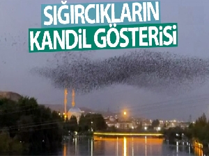 Sığırcıkların kandil gösterisi