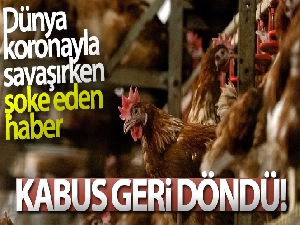 Japonya'da kuş gribi paniği