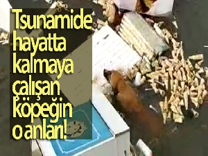 İzmir'de tsunamide hayatta kalmaya çalışan köpeğin o anları kameralara yansıdı