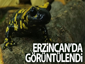 Koruma altındaki 'Benekli Semenderler' Erzincan'da görüntülendi
