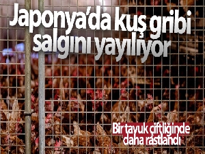 Japonya'da kuş gribi salgını yayılıyor