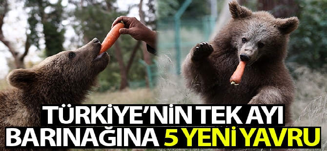 Kuraklığa boyun eğmeyen şelale