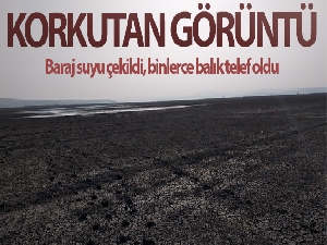 Baraj suyu çekildi, binlerce balık telef oldu