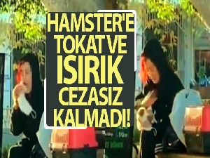 Hamster'e tokat ve ısırık cezasız kalmadı