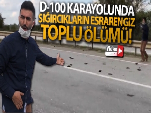 D-100 karayolunda ilginç olay, görenler şok oldu
