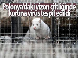 Polonya'daki vizon çiftliğinde korona virüs tespit edildi