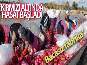 'Kırmızı altında' hasat başladı