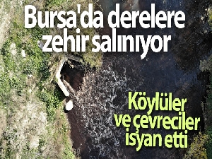 Bursa'da derelere zehir salınıyor