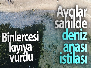 Avcılar'da sahilde deniz anası istilası havadan görüntülendi