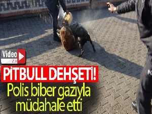 Pitbullu kavgayı polis biber gazıyla ayırmaya çalıştı