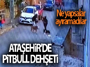 Ataşehir'de pitbull dehşeti kamerada