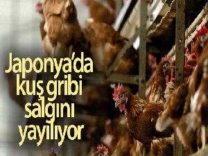 Japonya'da kuş gribi salgını 2 eyalete daha sıçradı