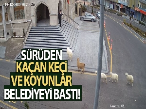 Sürüden kaçan keçi ve koyunlar Nevşehir Belediyesi'ni bastı
